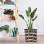 Bird Of Paradise - Strelitzia Reginae - In 25CM Queen Ilala Basket