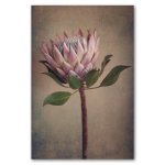 Protea Still 1 Art Print - A4 No Frame Print Only
