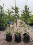 Afrocarpus Latifolius 50LT