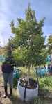 Ilex Mitis 250LT