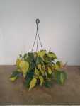 Philodendron Mica 25CM Hanging Basket Copy