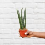 Mother In Law's Tongue - Cylindrica - In 9CM Nursery Pot Multi Stem