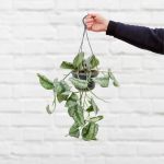 Pothos - Trebie - 14CM Hanging Nursery Pot