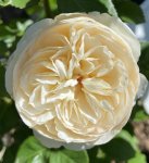 Marzipan Korpanima P Rose 5LT