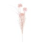 Dried-look Pom Pom Pink - L57XD10CM