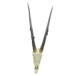 Carved Oryx Gemsbok Skull White And Brown 119CM