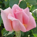 Summer Lady Hybrid Tea Rose 5LT