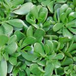Crassula Compacta 4LT