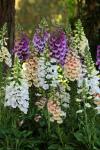 Digitalis Dalmation F1 Mix - Foxglove Seed - 100 Pelleted Seed