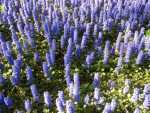 Ajuga Carpet Blue 4LT