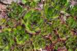 Sempervivum Tectorum 4LT