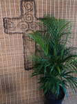 Areca Palm 30CM Pot Bamboo Palm