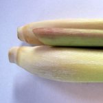 Lemongrass 20G P