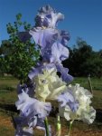 Bearded Iris Stairway To Heaven