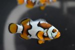 Premium Black Helmet Picasso Clownfish