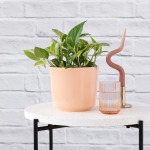 Pothos - Marble Queen - In Gloss Peach Ceramic Planter