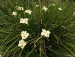 Dietes Bicolor Yellow Wild Iris 4 Litres