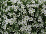 Gypsophila Gypsy White Seed - 10 Multipelleted Seed