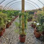 Solanum Jasminoides 10LT