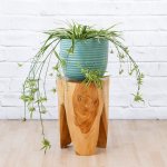 Spider Plant - In Teal Poodle Planter