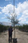Acacia Karroo Tree 40LT