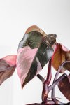 Philodendron Erubescens Pink Princess Seedlings - 3 Plug Plants