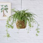 Spider Plant Mossball Smaller Plant