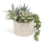 Succulents In Cement Pot