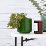 Coral Cactus - In Forest Green Migo Planter