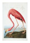 Flamingo 5 Art Print