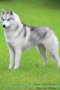 Siberian Husky Affirmations Workbook Siberian Husky Presents - Positive And Loving Affirmations Workbook. Includes: Mentoring Questions Guidance Supporting You.   Paperback