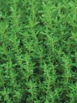 Thyme Summer Seed - 1 G Raw Seed