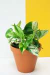 Marble Queen Pothos - 15CM