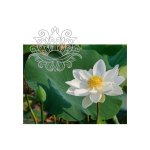 White Lotus Absolute Oil - 50 Ml