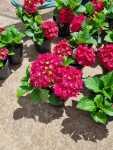 Hydrangea Hot Red 14CM Pot