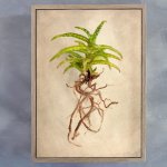 Succulent Study 3 Art Print - 100CM X 150CM Framed Canvas With Natural Wood Frame