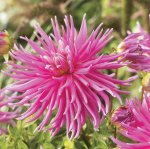 Dahlia Cactus – “good Earth” Bulbs