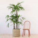 Broadleaf Lady Palm - Extra Large - In Talala Palm Leaf Basket