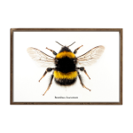 Bombus Lucorum Art Print - A3