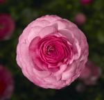 Ranunculus Mache Pink Seed - 250 Pelleted Seed