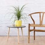 Sprouted Ponytail Palm - In Matt Yellow Ceramic Pot