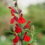 Salvia Greggi 15CM Pot