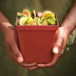 Venus Fly Trap 'low Giant' - 3 Years Or Older. 12CM Plastic Container.