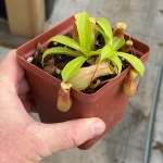 Tropical Pitcher Nepenthes 'ventrata' - Small Plant In 9CM Plastic Pot