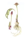 Scadoxus Puniceus Art Print - A3