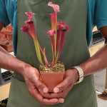 Trumpet Pitcher Sarracenia 'yakini' - Small To Medium Plant. 7.5CM Plastic Container.