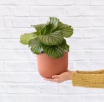 Calathea Orbifolia - Large - In Terracotta Moon Planter