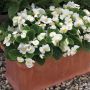 Begonia 4 Litres - White