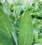 Sage 20G Tgb