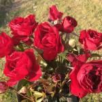 Red Rover Rose 5LT